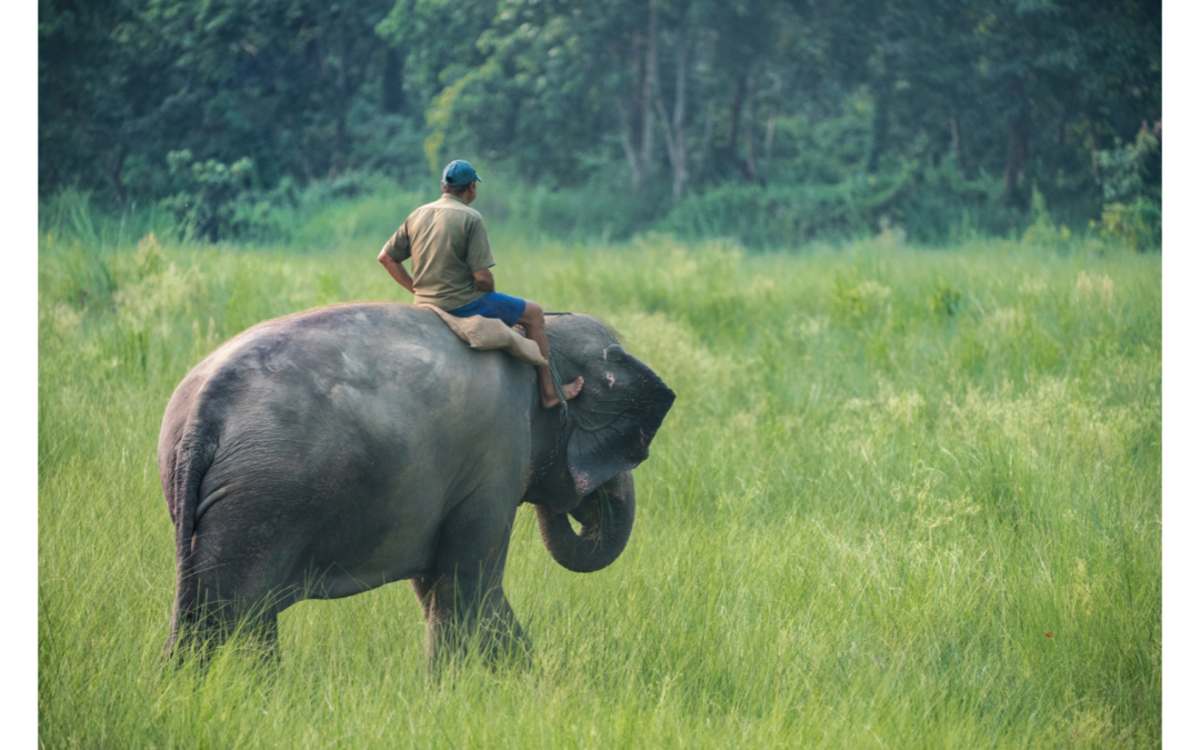 The Elephant and the Rider